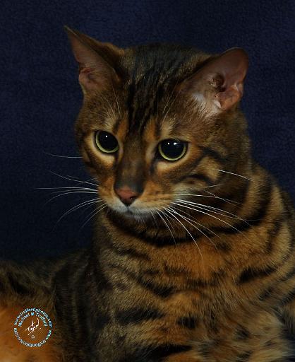 Bengal Cat 9W080D-127.JPG